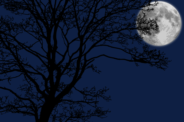 A tree silhouetted against a dark sky with a full moon.